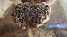 Coffee Beans Help Shed Pounds: Scientists