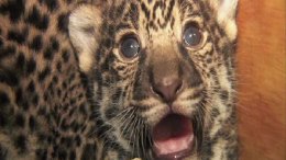 New Pics of Zoo's Jaguar Cubs 