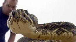 Rattlesnakes: What Not to Do 