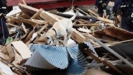 Canine Teams Wait for "Bark Alert"