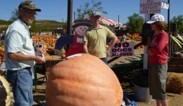 980-Pound Pumpkin