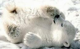U.S. Lists Polar Bear as Threatened