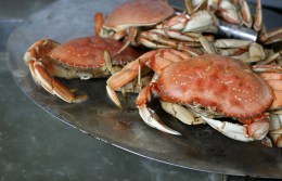 Fish Fights Mean Most Fresh Seafood Flown In