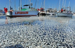Sardines Go From Marina to Mojave