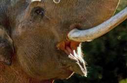 Save 472,000 Elephants, One Step at a Time