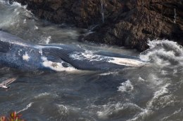 Blue Whale Blubber to Become Black Gold