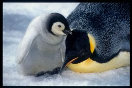 Emperor Penguins Becoming Extinct?