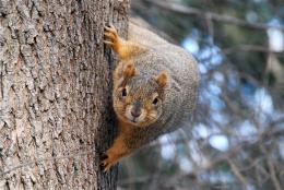 Spotting Chicago's Wild, Wild Life