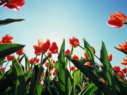 Flower Power