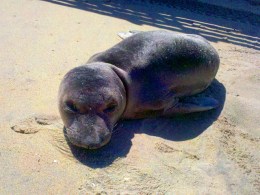 Border Agents Rescue Marine Mammals