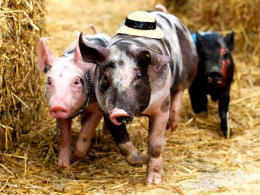 Celebration of the Pig