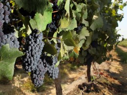 Winery and Vineyard Walk