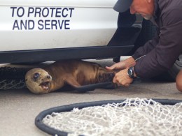 Images: Sea World Captures Sea Lion 