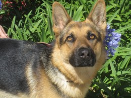 Globe-Trotting Dog Needs a New Home