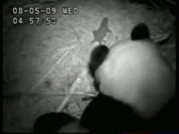 Panda Mom Comforts Crying Cub