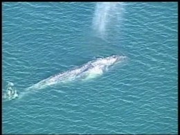 Lost Whale Finds Captive Audience