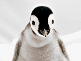 SeaWorld's (Very Cute) Babies 