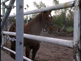 Rescued Horses Return Home