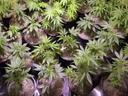 Oakland's Marijuana Trade -- From Start to Finish