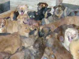 Animal Cruelty Case Photos Released