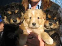 Puppies Found Among Dead Dogs, Cats Need Home