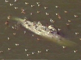Whale Carcass Floating in SF Bay