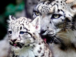 If You're a Cub, You Get in Free 