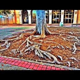 [sandiegogram] Discover Your Roots: Balboa Park - San Diego, CA