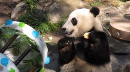 Panda Celebrates Second Birthday  