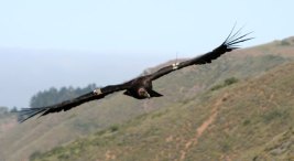 Rehabbed Condor Flies Free