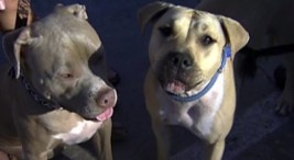 Pit Bulls: Safe or Dangerous?