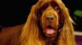 What Pets You Can and Can't Have at Home