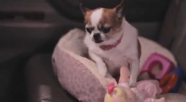 Burbank Pup Stars in Super Bowl Commercial Hopeful