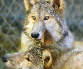 Birthday Party for the Moonridge Wolf Pups