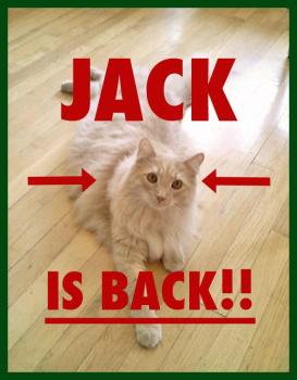 FB Viral Sensation 'Jack the Cat' Found at JFK 