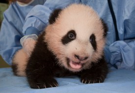 San Diego's Cutest Critters 