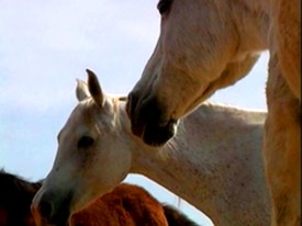 Giving Homes to Horses