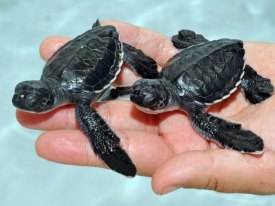 San Diego's Cutest Critters 