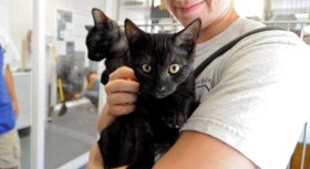 Kitty Lovers Needed 