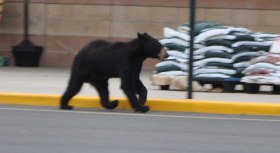Bears Swarm Tahoe Neighborhoods