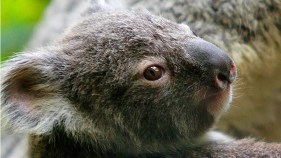Koalas Move Into New Home