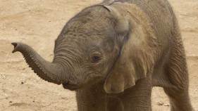 Safari Park Welcomes Baby Elephant 