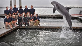 Navy Dolphins Uncover Rare Torpedo
