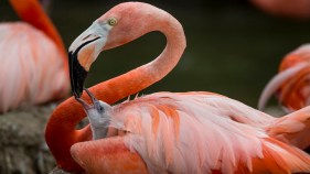San Diego's Cutest Critters