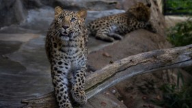 Endangered Leopards Pounce Into SD Zoo