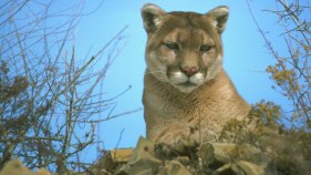 Mountain Lion Found Dead Along Road