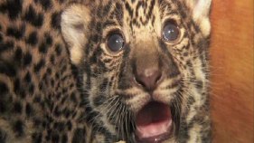 New Pics of Zoo's Jaguar Cubs 