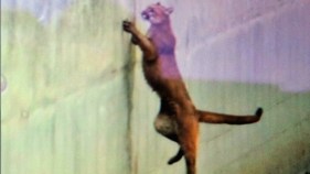 Mountain Lion Trapped in Downtown Santa Cruz Aqueduct