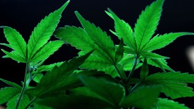 Nation's 1st Pot Street Fair Arrives