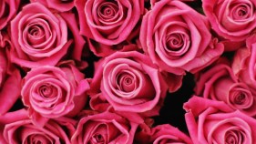 Valentine's Day Events in San Diego